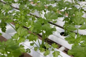 coriander, hydroponic vegetables, hydroponics, vegetable, green, coriander, coriander, coriander, coriander, hydroponics, hydroponics, hydroponics, hydroponics, hydroponics
