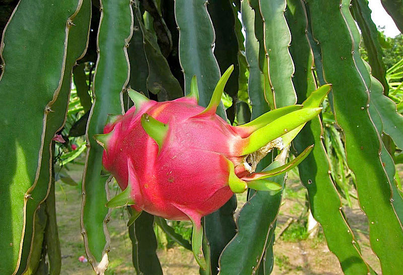 pitaia ou pitaya 1