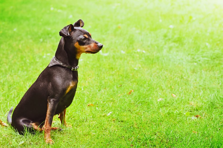 A small black dog with a collar sits attentively on green grass outdoors.