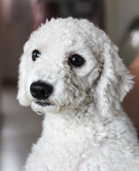 Close-up of a cute white poodle puppy with fluffy fur, sitting indoors.