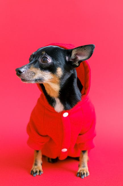 Adorable pinscher puppy wearing a red coat against a matching red background.