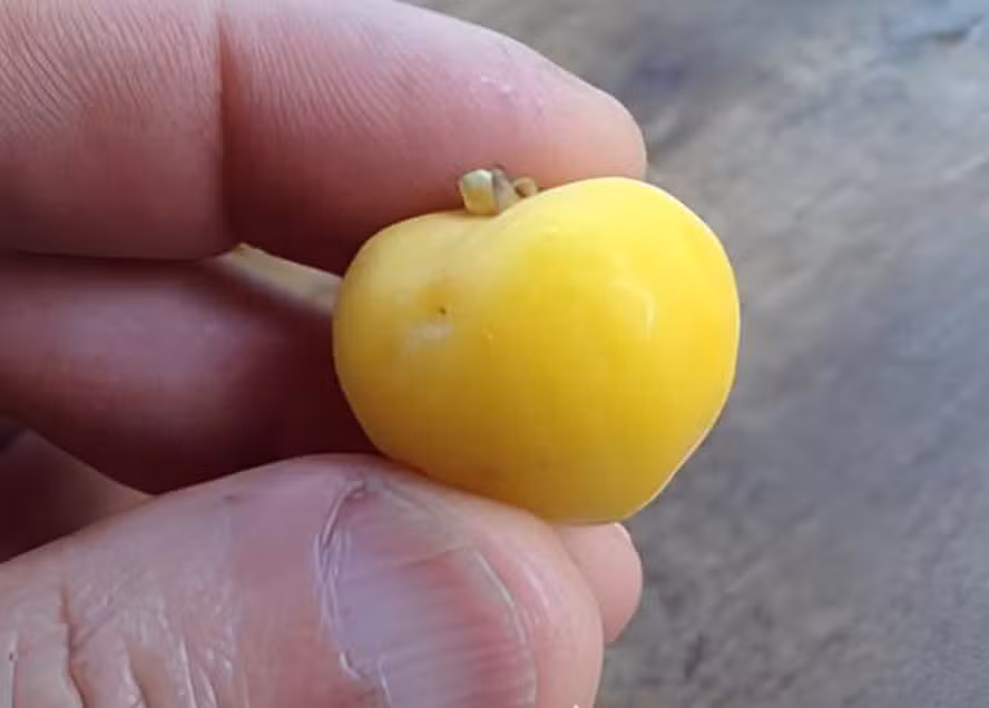 Uvaia: A Fruta Exótica e Cítrica Nativa da Mata Atlântica 5 ricardo coacci 1