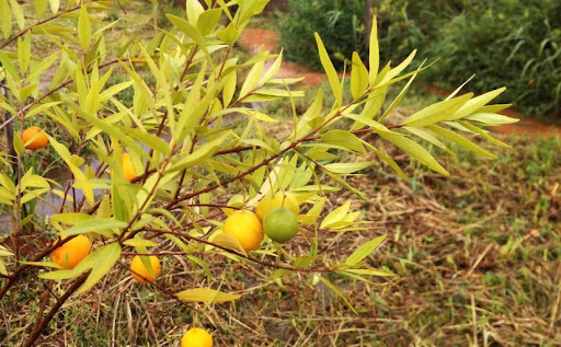 Uvaia: A Fruta Exótica e Cítrica Nativa da Mata Atlântica 4 unnamed 2
